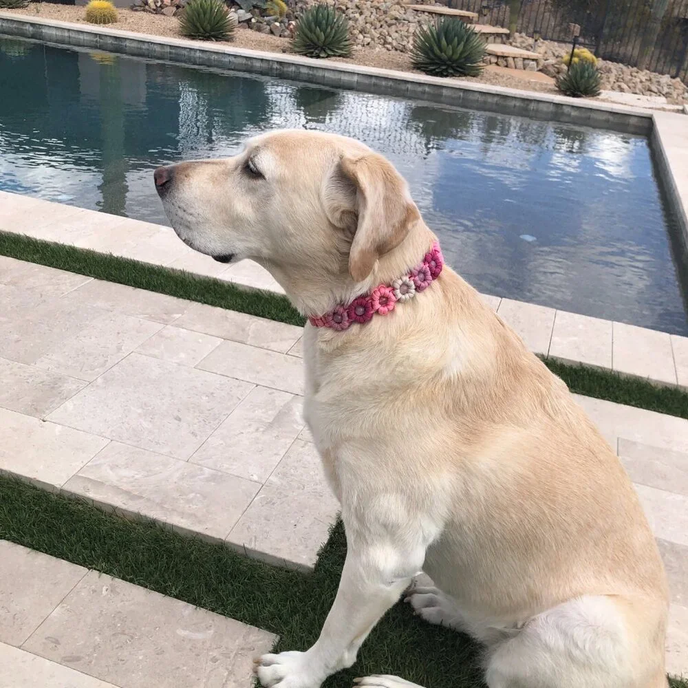 Pink Flower Dog Collar ~ Adjustable 15